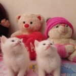 gatos angora