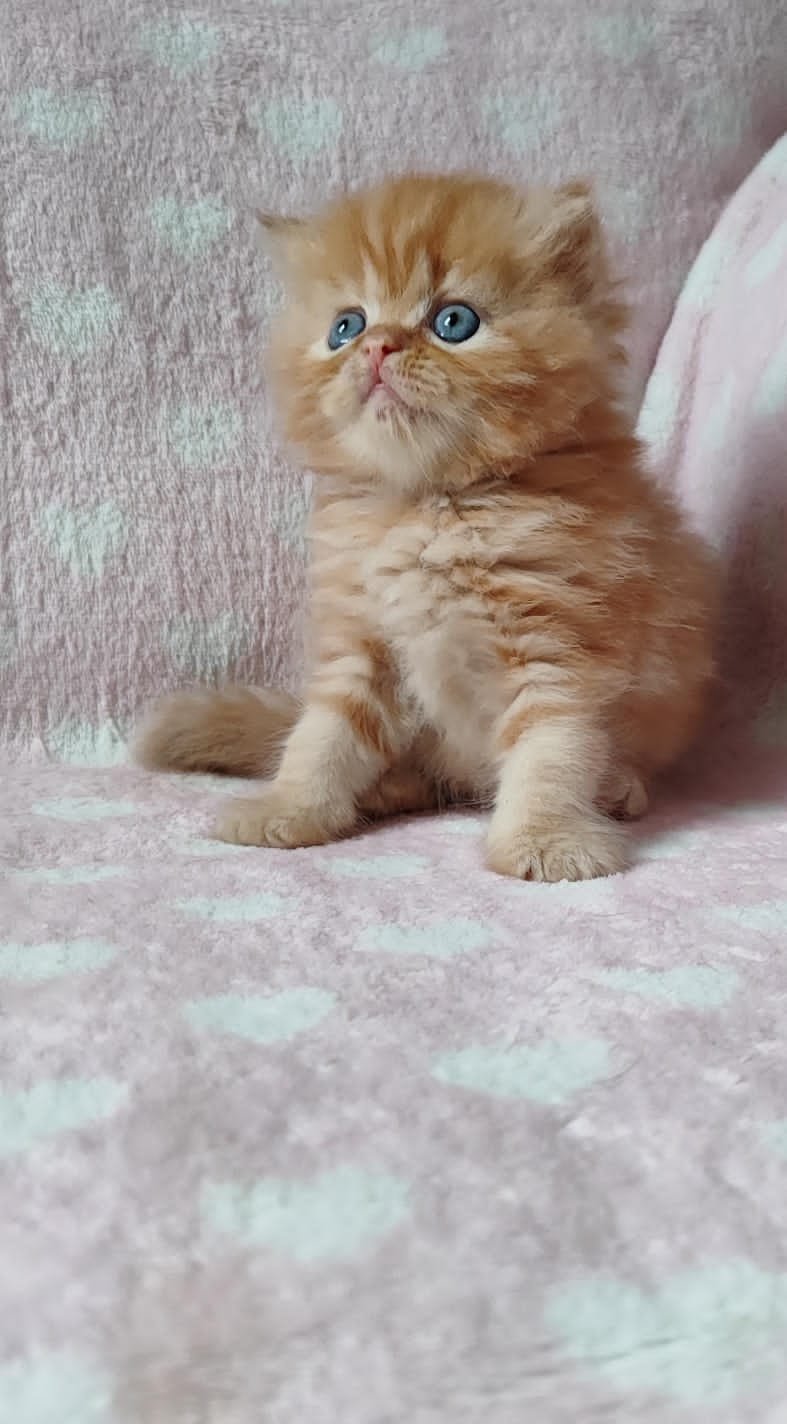 la compañía de los felinos