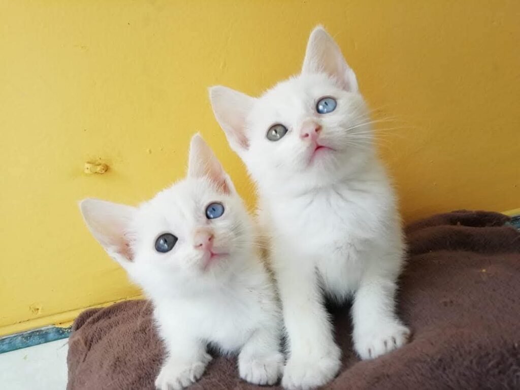 gatos blancos