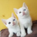 gatos blancos