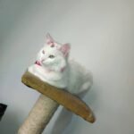 venta de gatos Bogotá