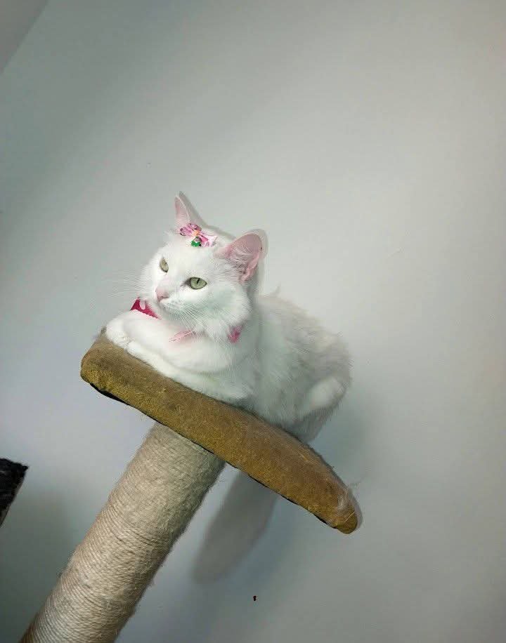 venta de gatos Bogotá