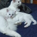 baby cats
