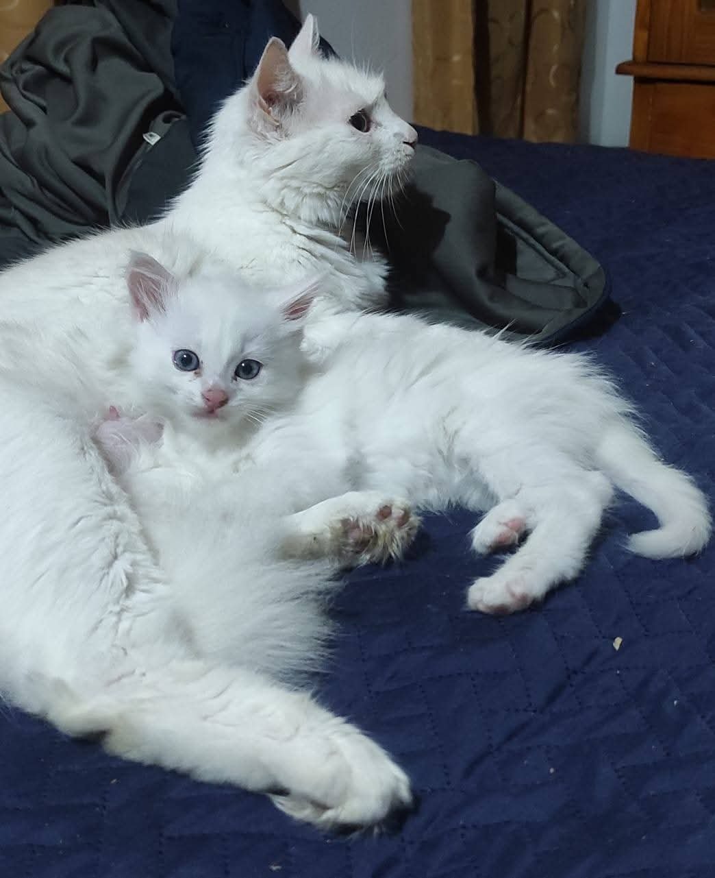 gatos angora bebes
