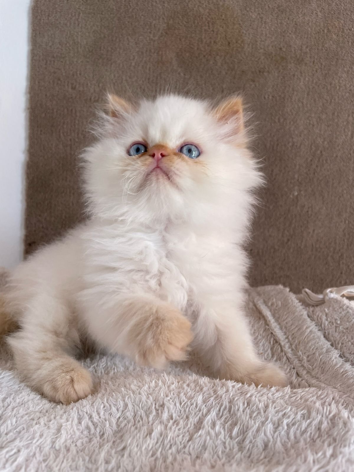 Raza de gato persa