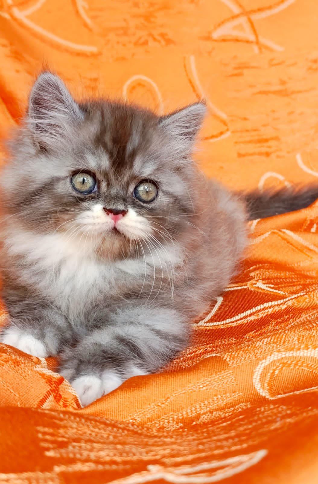 hogares felices y gatos felices
