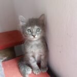 gatos bebes