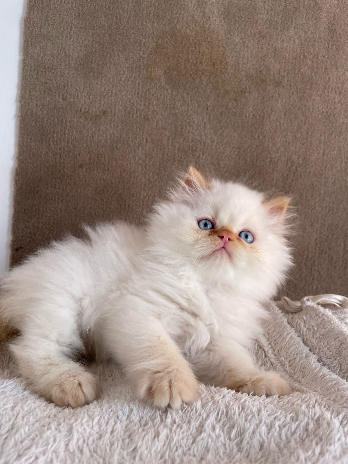 gatos juguetones