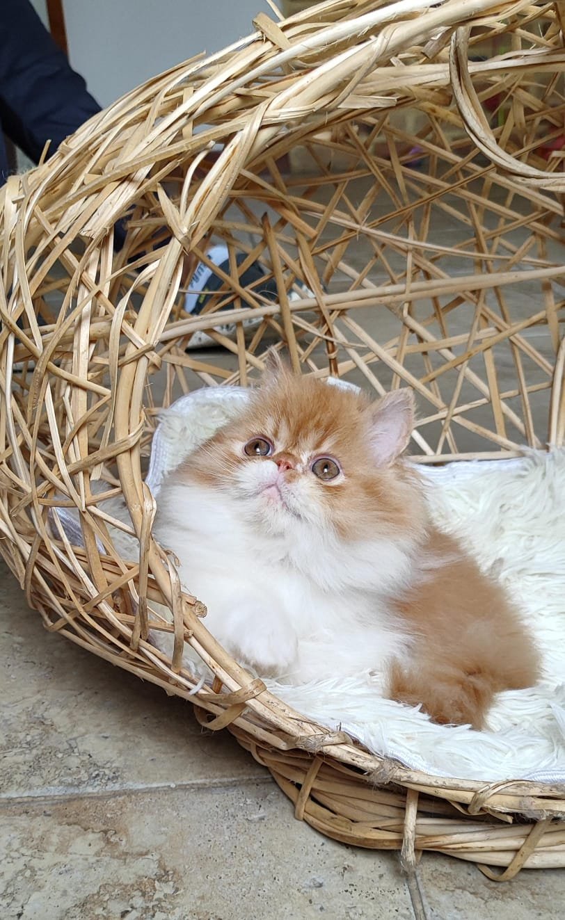 gatos dormilones