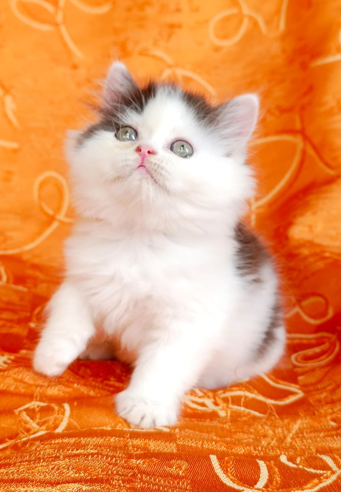 venta de gatos