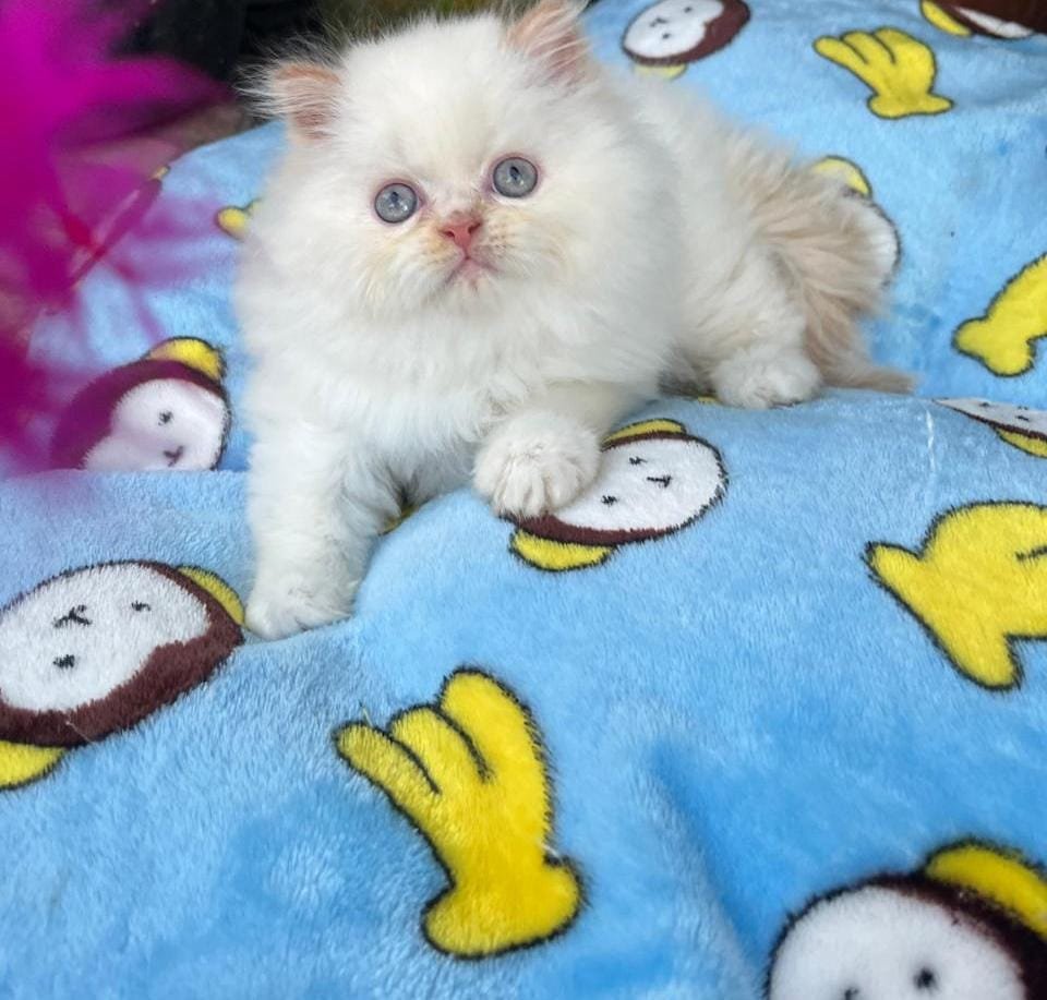 gatos para la familia