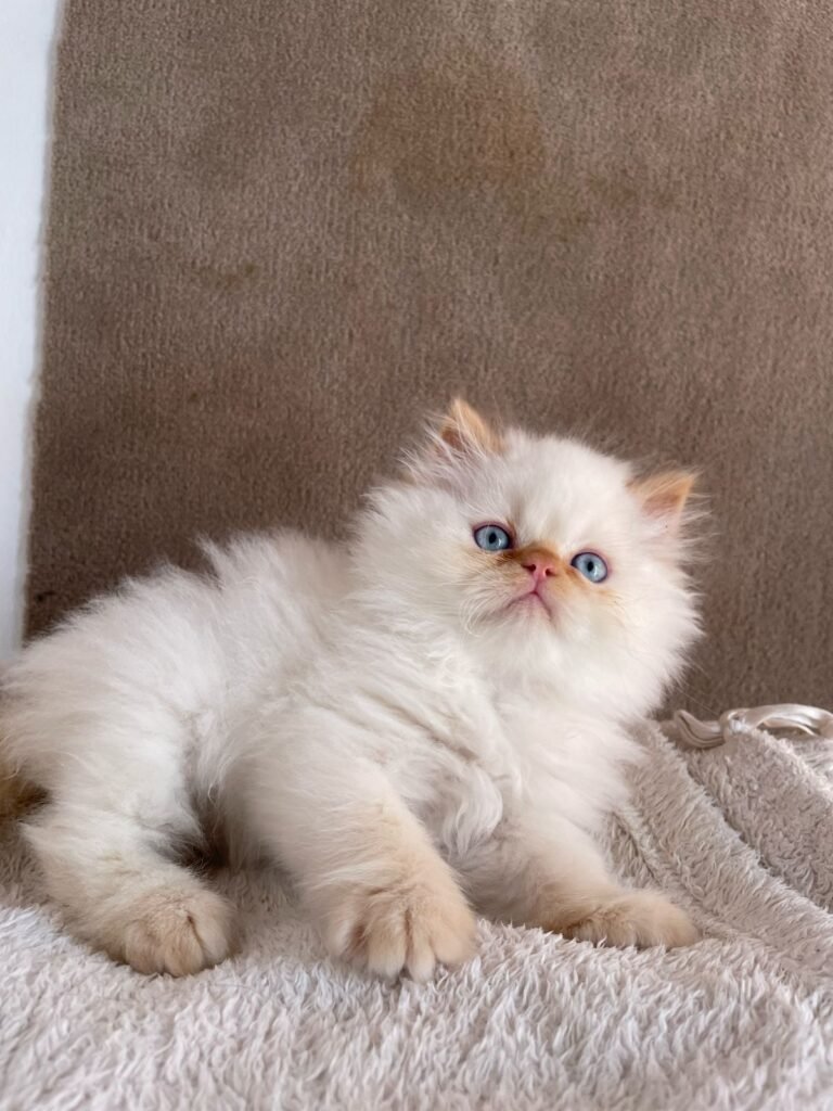 venta de gatos