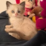 Beneficios de Tener un Gato Siamés