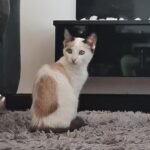 La Venta de Gatos Siameses en Bogotá