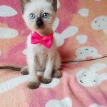 Consideraciones Antes de Comprar un Gato Siamés