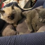 Cuidados de los Gatos bogotá