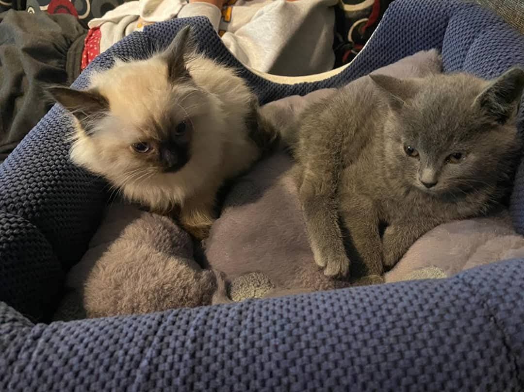 venta de gatos siameses