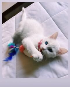 gatos ojos azules