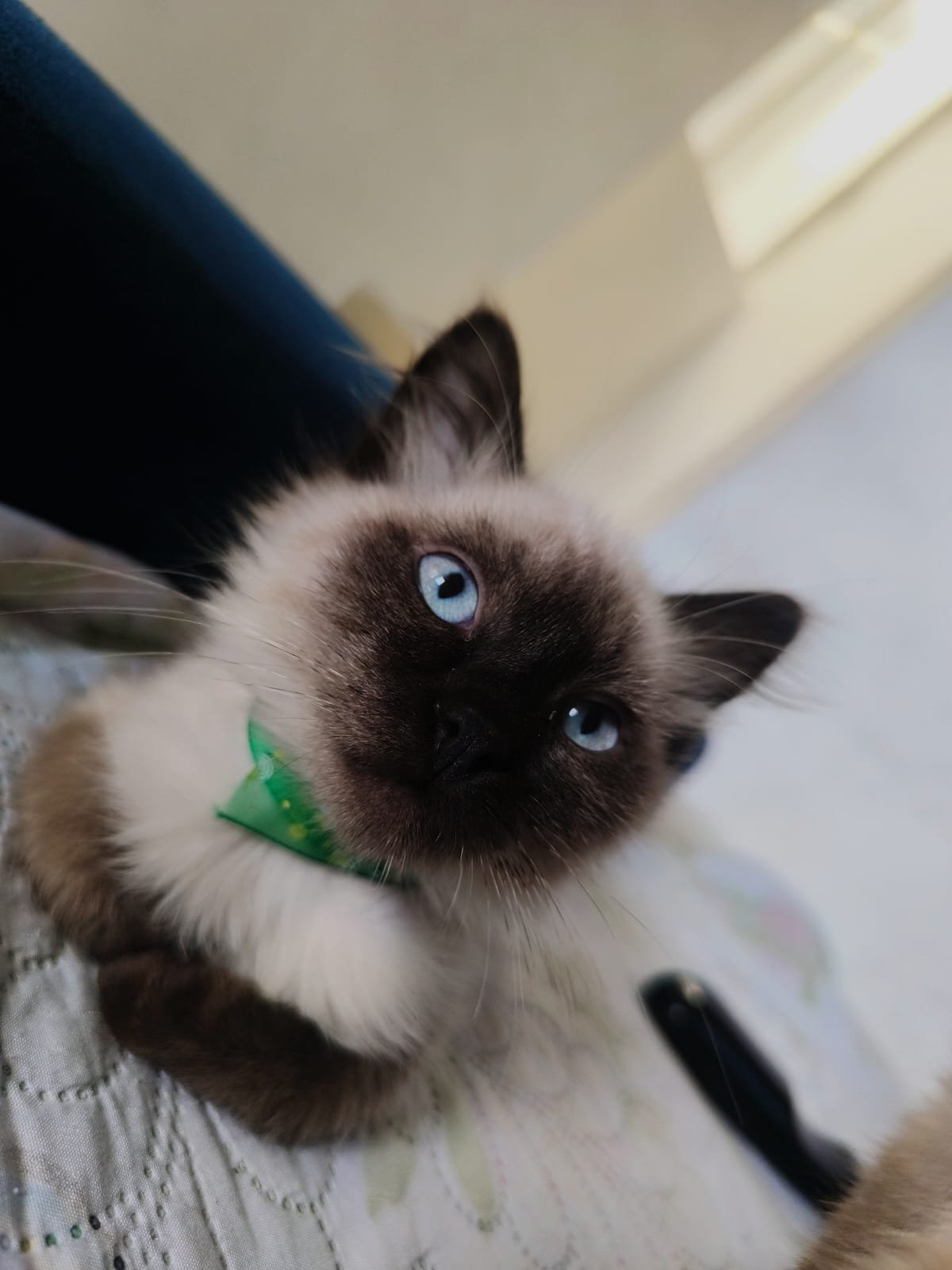 Gatos siamés Bogotá