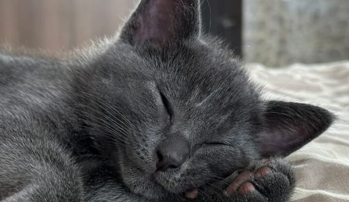 Gato Ruso Medellín